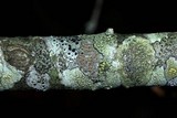 Lecanora hybocarpa image
