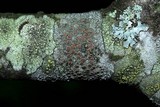 Lecanora hybocarpa image