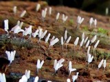 Arcyria cinerea image