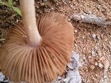 Inocybe lacera image