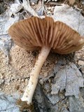 Inocybe lacera image