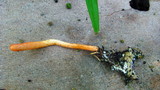 Cordyceps militaris image