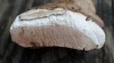 Tylopilus violatinctus image