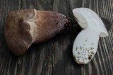 Tylopilus violatinctus image