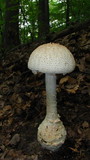 Amanita daucipes image