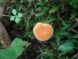 Hydnum umbilicatum image