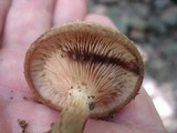 Paxillus involutus image