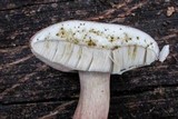 Tylopilus violatinctus image