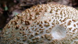 Amanita daucipes image