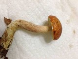 Leccinum longicurvipes image