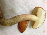 Leccinum longicurvipes image