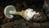 Amanita daucipes image
