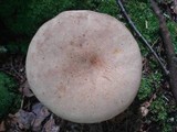 Retiboletus griseus image