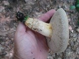 Retiboletus griseus image