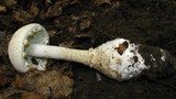 Amanita daucipes image