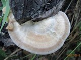 Postia tephroleuca image