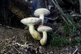 Tylopilus felleus image