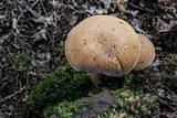 Tylopilus felleus image