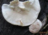 Postia tephroleuca image