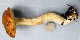Leccinum longicurvipes image