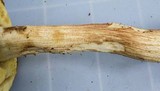 Leccinum longicurvipes image