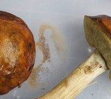 Leccinum longicurvipes image