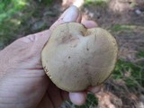 Boletus subtomentosus image