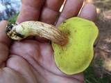 Boletus subtomentosus image