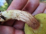 Boletus subtomentosus image