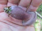 Tylopilus plumbeoviolaceus image