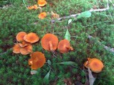 Cortinarius cinnabarinus image