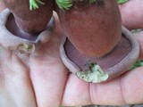 Tylopilus plumbeoviolaceus image