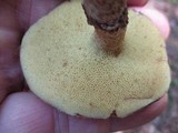 Suillus acidus image