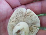 Russula crustosa image
