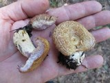 Lactarius speciosus image