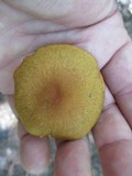 Cortinarius semisanguineus image