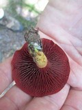Cortinarius semisanguineus image