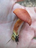 Cortinarius harrisonii image