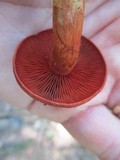 Cortinarius harrisonii image