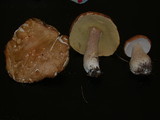 Boletus nobilissimus image