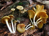 Chrysomphalina strombodes image