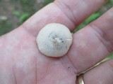 Amanita farinosa image