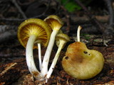 Chrysomphalina strombodes image