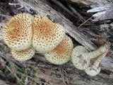 Pholiota squarrosoides image