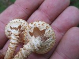 Pholiota squarrosoides image