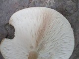 Melanoleuca alboflavida image