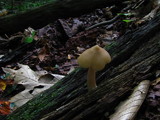 Entoloma strictius image