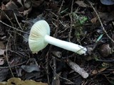 Russula fragilis image