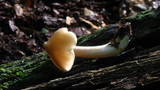 Entoloma strictius image