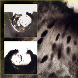 Diploschistes actinostomus image